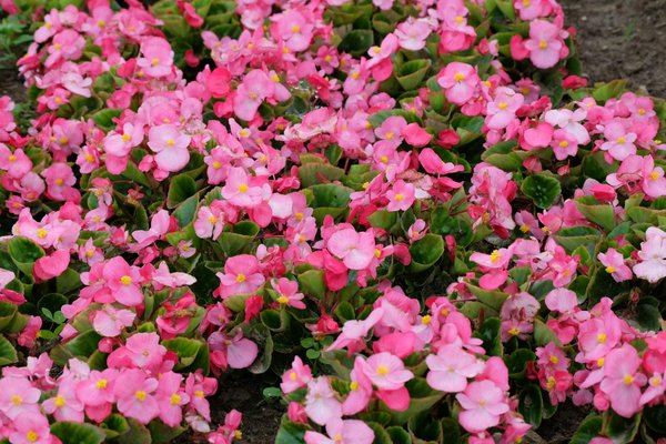 What are the benefits of installing a plunge pool in a UK home?